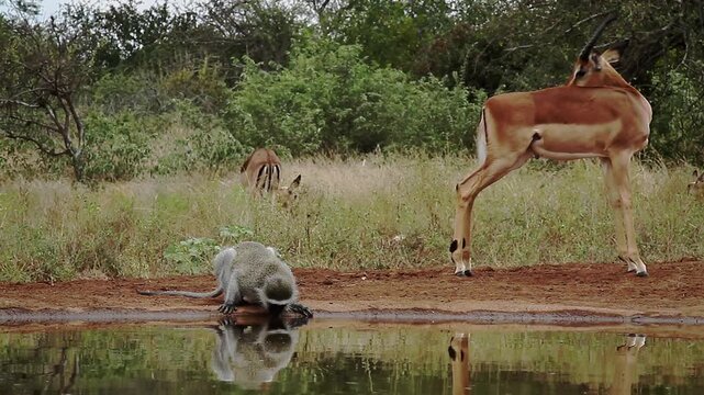 Vervet monkey drinking front view in waterhole impala grooming in Greater Kruger National park, South Africa ; Specie Chlorocebus pygerythrus family of Cercopithecidae