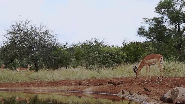 Group of Common Impalas jumping and running along waterhole in Greater Kruger National park, South Africa ; Specie Aepyceros melampus family of Bovidae