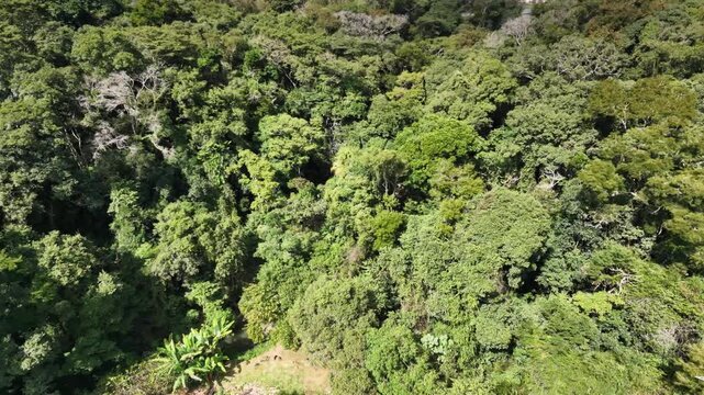 Aerial view of a brazilian rainforest in a sunny day.