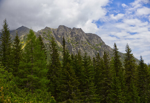 Dramatic rocky mountain peak hidden in heavy clouds with dwarf mountain pine (Pinus mugo) in foreground, High Tatras National Park Slovakia.