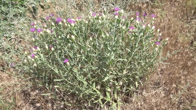 Desert cornflower White knapweed or tumble knapweed Centaurea diffusa in Crimea