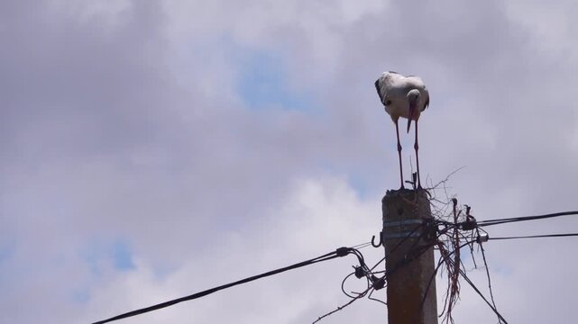 Stork begins building nest on pole with high-voltage line. In wet weather, this can lead to short circuit and death of bird (problem in world), but birds does not know. Protect animals from shock