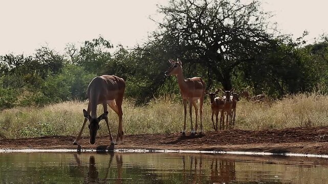 Small group of Common Impalas walking to waterhole and drinking backlit at dawn in Greater Kruger National park, South Africa ; Specie Aepyceros melampus family of Bovidae