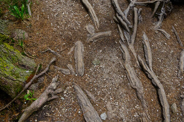Fototapeta premium Exposed intertwined tree roots on a dirt hiking trail in a mountain forest, abstract natural texture, High Tatras woodland path.