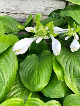 White Hosta Flowers Blooming
Among Lush Green Leaves