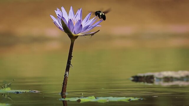 Bumblebee foraging a water lily flower isolated in natural background in Greater Kruger National park, South Africa