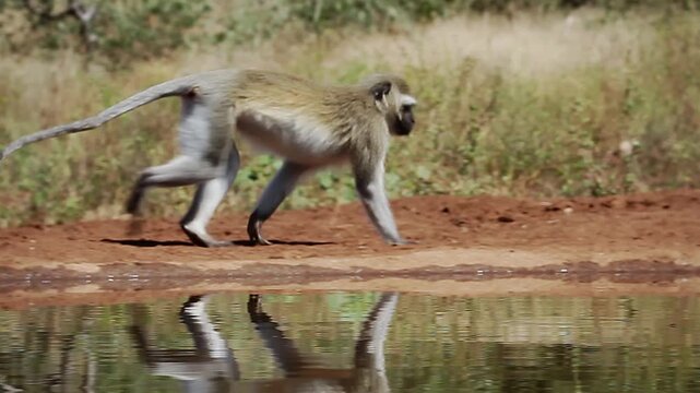 Vervet monkey blue balls male walking along waterhole in Greater Kruger National park, South Africa ; Specie Chlorocebus pygerythrus family of Cercopithecidae