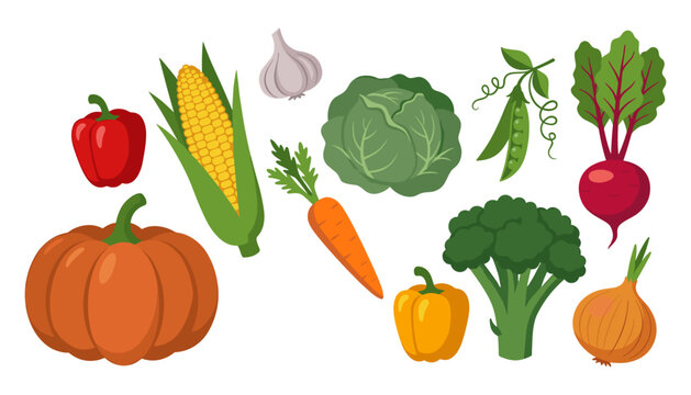 Fresh organic vegetable vector collection featuring pumpkin broccoli carrot bell pepper corn and healthy garden produce set