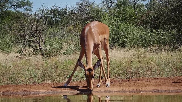Two Common Impalas walking and drinking front view in waterhole and grooming with reflection in Greater Kruger National park, South Africa ; Specie Aepyceros melampus family of Bovidae