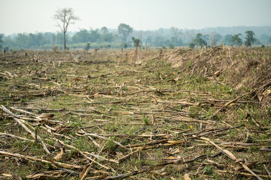 Landscape of field with dry trees and parched soil, natural disaster caused by prolonged drought, lack of rain and irrigation, destruction of fertile lands and wild meadows, crop failure at farmlands.