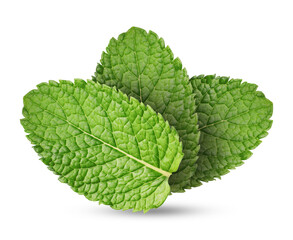Green mint. Three leaves on white background © New Africa