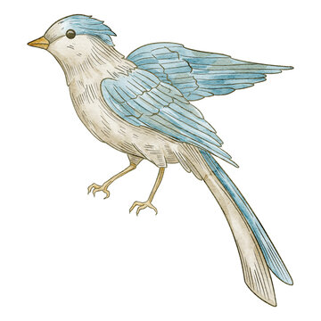 Bird watercolor illustration. Blue songbird isolated on background. Decorative avian element for botanical compositions, nursery posters, vintage artwork and greeting cards in pastel colors.