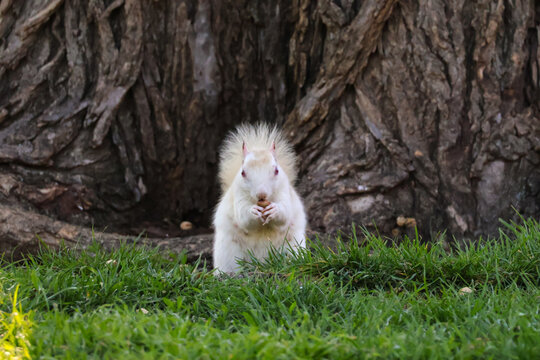 White albino squirrel eating nut green grass tree trunk