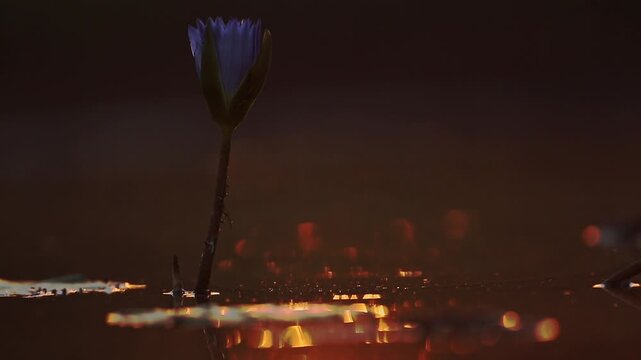 Reflection of flower in water at sunset for orange natural background 