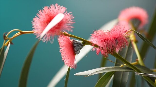 Eucalyptus flower, plant leaves. Fresh Eucalyptus blooming close up, on dark green background. Essential oil, aromatherapy. Australian medical plant. Slow motion 