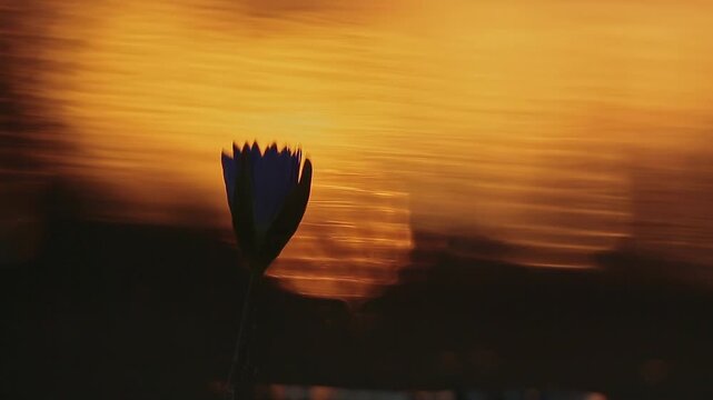Reflection of flower in water at sunset for orange natural background 