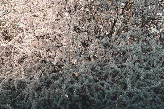 View of Vormsi island blooming with dense white spring flowers in Laane County, Estonia.