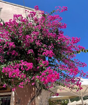 Vibrant pink bougainvillea in Fiskardo, Kefalonia, Greece