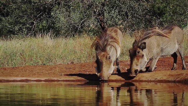 Two Common warthog drinking in waterhole front view with reflection in greater Kruger National park, South Africa ; Specie Phacochoerus africanus family of Suidae