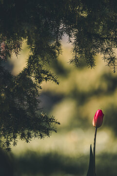 View of a single red tulip blooming in the soft light, framed by dark evergreen branches in Vormsi, Laane County, Estonia.