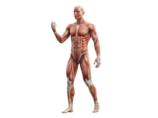 Obraz premium Fullbody male human muscular system anatomy model showing detailed superficial muscles and vascular structure for medical education transparent background