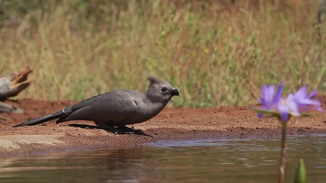 Grey go away bird drinking side view in waterhole in Kruger National park, South Africa ; Specie Corythaixoides concolor family of Musophagidae 