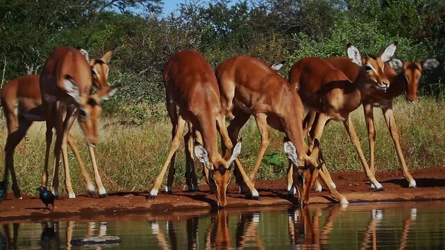Herd of Common Impalas drinking front view in waterhole with reflection in Greater Kruger National park, South Africa ; Specie Aepyceros melampus family of Bovidae