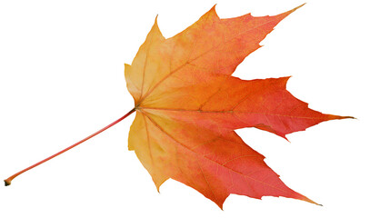 Single vibrant orange and red maple leaf with delicate veins, isolated on transparent background © studiox