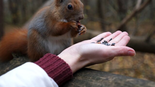 Wild fluffy squirrel taking nuts from female arm and gnawing it outdoor. Cute rodent eating food from hand of young girl at forest. Woman feeding hungry small sciurus to walnuts at autumn park