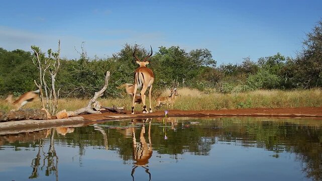 Common Impala horned male standing  along waterhole and youngs running in background in Greater Kruger National park, South Africa ; Specie Aepyceros melampus family of Bovidae