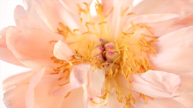 Peony flower on white background. One big Coral Charm peony elegant border design, card. Beautiful blooming one pastel color peony flower head, bud, close up, macro shot, stamens, petals. 