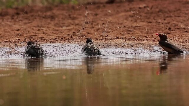 Three Red billed Oxpecker bathing and splashing backlit in waterhole at dawn in Greater Kruger National park, South Africa ; Specie Buphagus erythrorhynchus family of Buphagidae