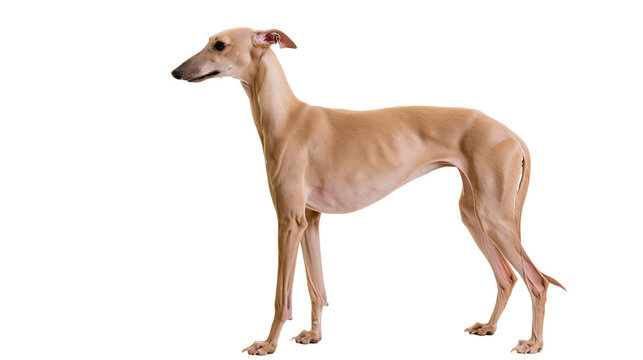 Slender fawn Italian Greyhound dog standing, isolated on transparent background