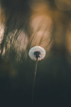 View of a dandelion seed head illuminated by warm golden hour light against a soft, blurred background in Merikula, Harju maakond, Estonia.