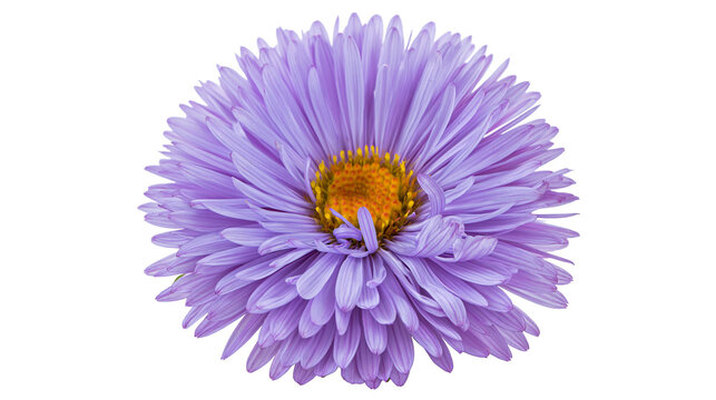 Vibrant purple aster flower with yellow center, isolated on transparent background