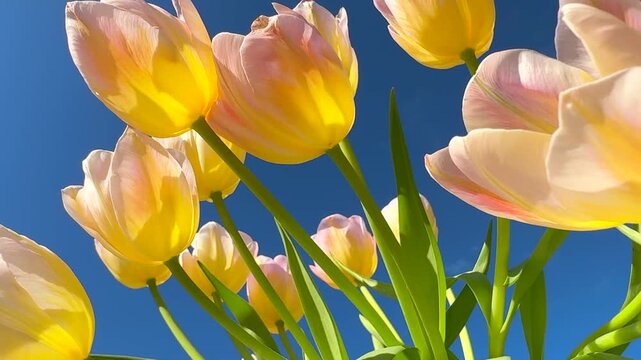 Spring tulips over blue sky background. Bright Tulips flower blooming in spring garden, sun light. Easter, Mother's Day concept. Spring garden tulip flowers blooming on flower bed, trendy gardening 