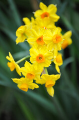 Fototapeta premium Yellow daffodils, Narcissus papyraceus or Narcissus tazetta