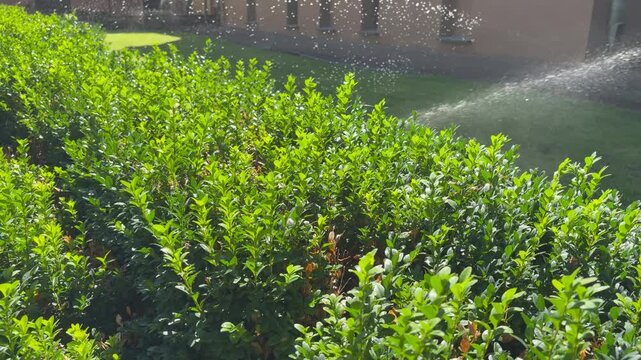 An automatic sprinkler system spraying water over a manicured green lawn and a lush, dense hedge in the foreground.