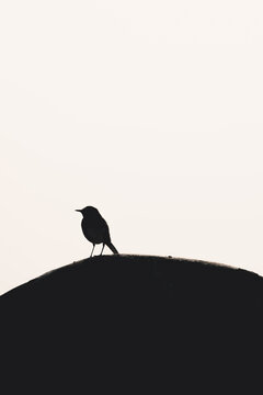 View of a bird silhouette perched on a rounded surface against a bright sky in Vormsi, Laane County, Estonia.