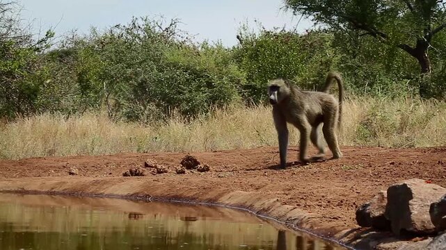 Chacma baboon walking to waterhole and drinking with reflection in greater  Kruger National park, South Africa ; Specie Papio ursinus family of Cercopithecidae