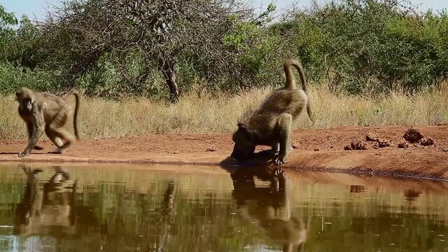 Chacma baboon drinking with reflection in waterhole and walking away in greater  Kruger National park, South Africa ; Specie Papio ursinus family of Cercopithecidae