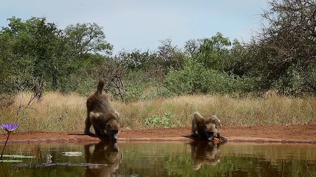Two Chacma baboon drinking in waterhole with reflection in greater  Kruger National park, South Africa ; Specie Papio ursinus family of Cercopithecidae