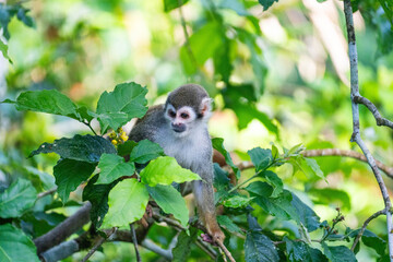 Ecuadorian squirrel monkey (Saimiri cassiquiarensis macrodon) in a leafy tree,  in Archidona, Ecuador © Angela