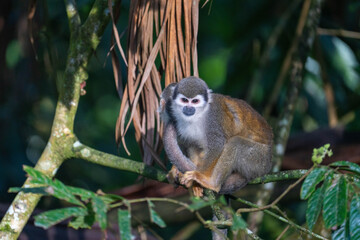 Ecuadorian squirrel monkey (Saimiri cassiquiarensis macrodon) on a branch in Archidona, Ecuador © Angela