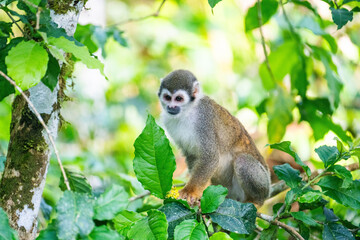 Ecuadorian squirrel monkey (Saimiri cassiquiarensis macrodon) in a leafy tree,  in Archidona, Ecuador © Angela