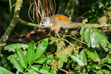 Ecuadorian squirrel monkey (Saimiri cassiquiarensis macrodon) on a branch in Archidona, Ecuador © Angela