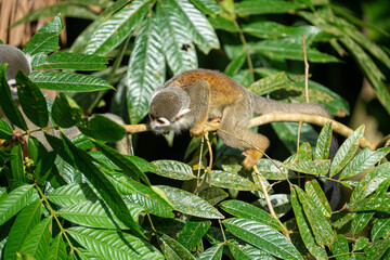 Ecuadorian squirrel monkey (Saimiri cassiquiarensis macrodon) on a branch in Archidona, Ecuador © Angela