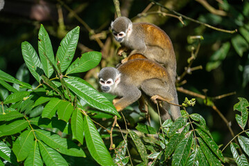 Ecuadorian squirrel monkeys (Saimiri cassiquiarensis macrodon) in a tree in Archidona, Ecuador © Angela