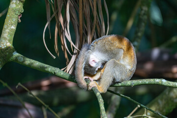 Ecuadorian squirrel monkey (Saimiri cassiquiarensis macrodon) looking at its belly in Archidona, Ecuador © Angela