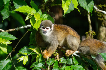 Ecuadorian squirrel monkey (Saimiri cassiquiarensis macrodon) in a tree in Archidona, Ecuador © Angela